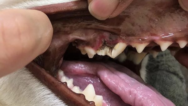 Case #072: ハスキー、4歳、雌の108破折・・・抜歯。