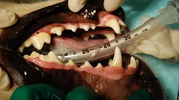 Case #059: ゴールデンレトリバーの208破折, 間接歯髄覆髄法