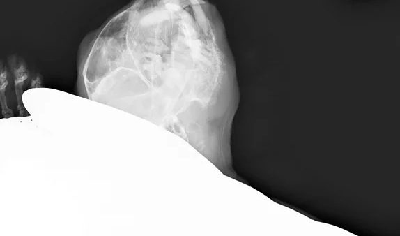 Case # 016: a cat with mandibuler SCC and insulinoma （下顎の扁平上皮癌とインスリノーマをもった猫）