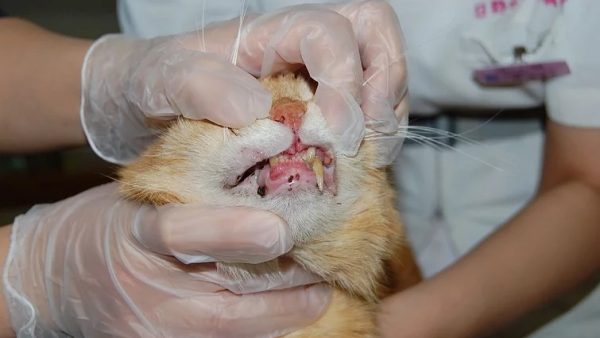 Case #073: 尾側口内炎？歯周病はあるが。（詳細不明）高齢猫で全顎抜歯。