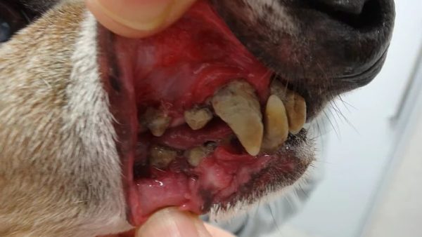 Case #060: 慢性潰瘍性歯周口内炎（CUPS）のイタリアングレーハウンド