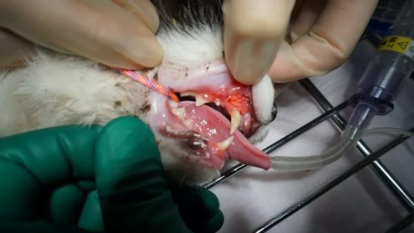 Case #069: 尾側口内炎の猫ちゃん。遠方より来院。Gingivostomatitis (caudal stomatitis) in a cat