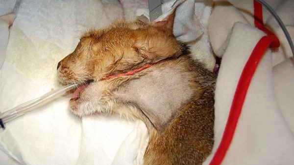 Case #079: 猫の慢性口内炎（GS) 食道チューブの取り付け方