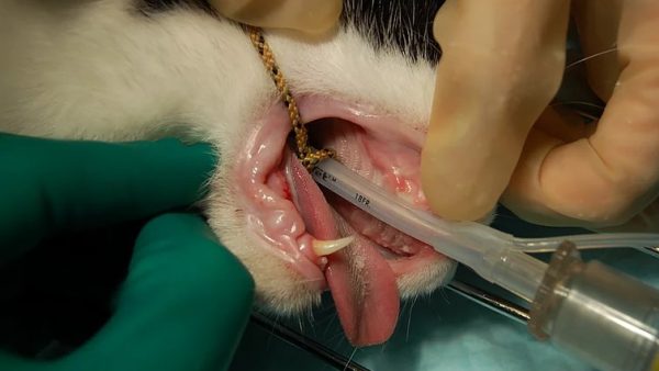 Case #017: 歯周病により上顎犬歯抜歯後、下顎犬歯による口唇への傷害をなくす為に下顎犬歯の歯冠切断および抜髄根充をした猫