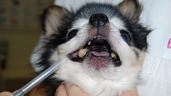 Case #054: 14歳のチワワ、重度の歯周病、基礎疾患多数。