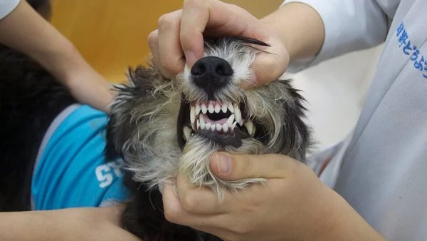 Case #053: インクラインプレーンにより下顎犬歯を頰側に傾斜移動した症例