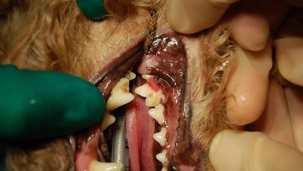 Case #049: 犬の吸収病巣