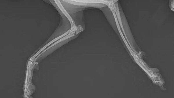 Case #013: トイプードル　尺骨近位　関節内骨折