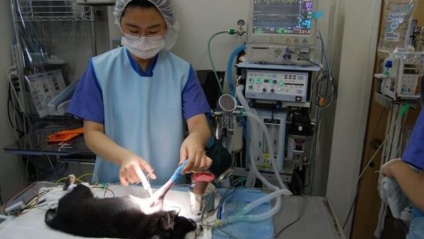 Case #026: 上腕骨遠位外顆の関節内骨折のチワワ