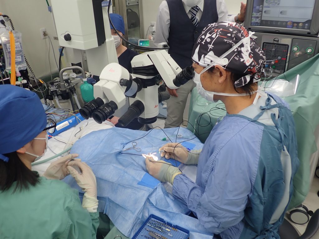 4月より眼科専門医による眼科診察を開始します | 犬猫歯科専門｜動物