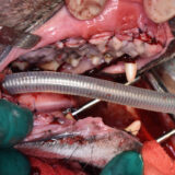 症例紹介：口臭と出血の原因は、重度歯周病を伴う慢性潰瘍性歯周口内炎