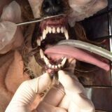 症例紹介：歯石除去後から口臭が気になり始めた